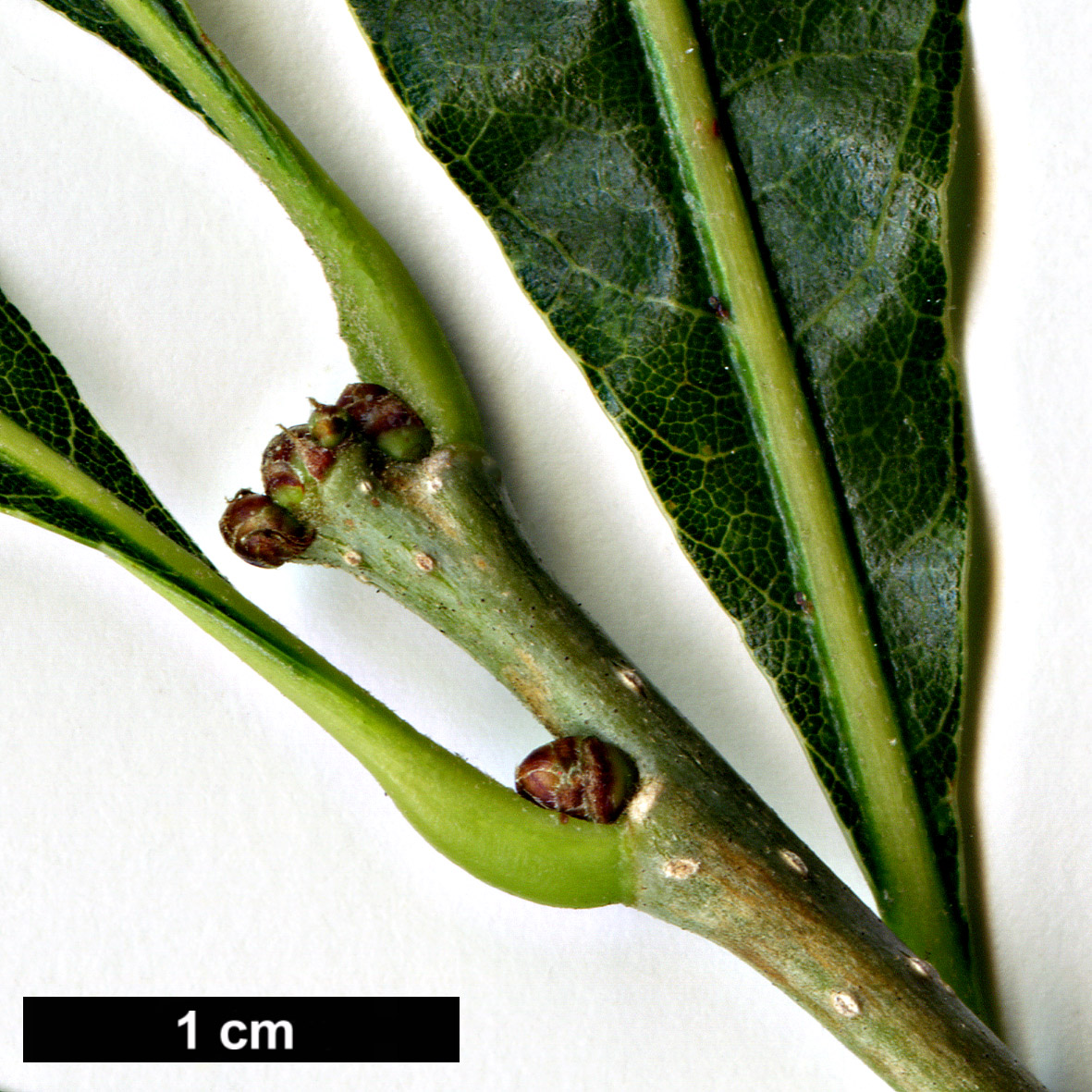 High resolution image: Family: Fagaceae - Genus: Quercus - Taxon: ×substellata (Q.bicolor × Q.stellata)
